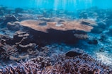 A vibrant coral reef teeming with diverse marine life.