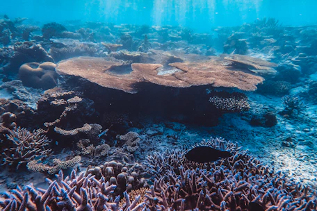 A vibrant coral reef teeming with colorful marine life beneath crystal-clear waters.