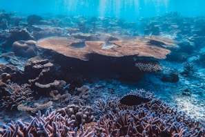 Crystal-clear waters of the Red Sea with a coral reef visible beneath the surface.