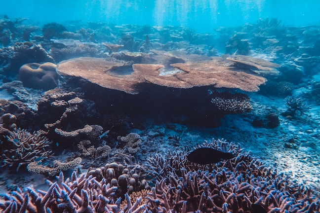 A vibrant coral reef teeming with diverse marine life.