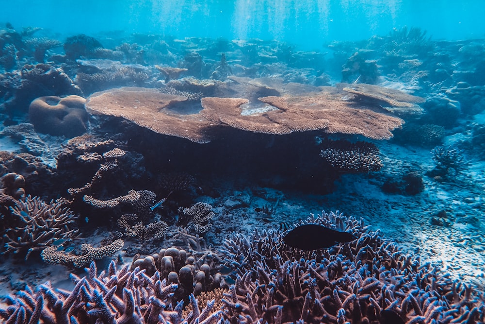 brown coral reef in water