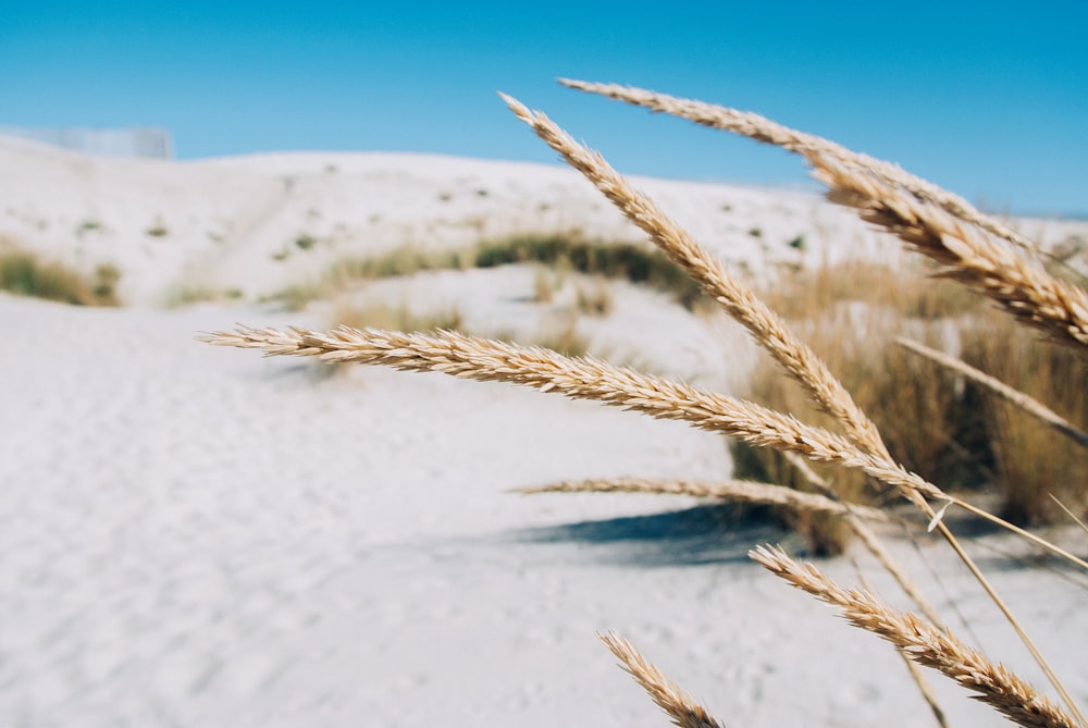 brown wheat field under blue sky during daytime