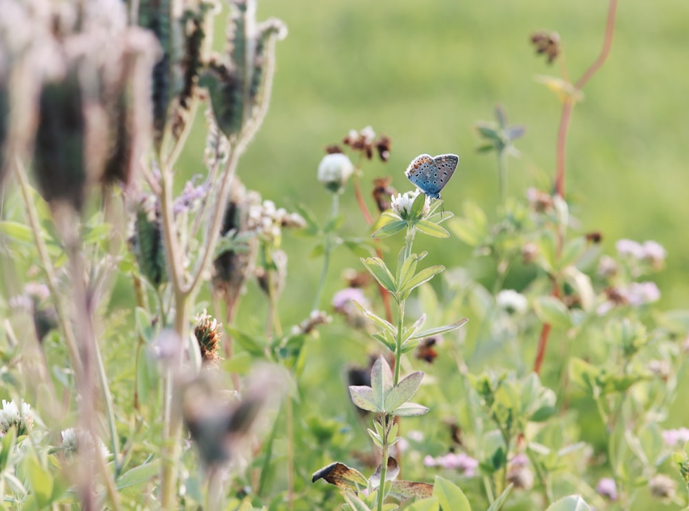 blue and white butterfly perched on green plant during daytime