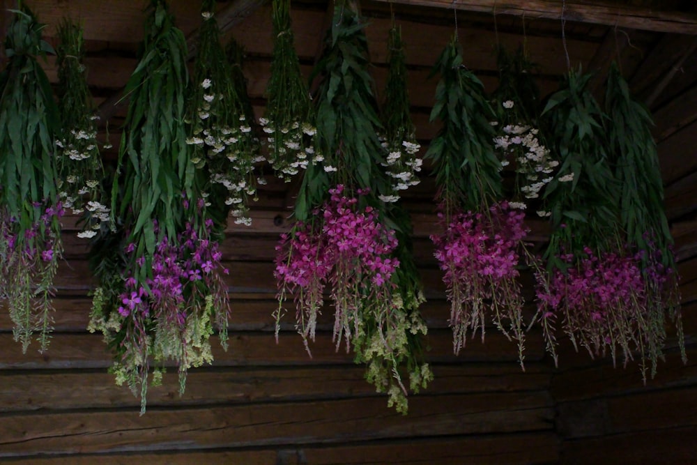 purple flowers on brown wooden fence