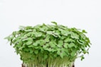 A dense cluster of fresh green microgreens with small, round leaves emerging from a dark soil base.