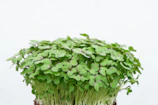 Fresh arugula microgreens with rich green leaves on the farm.