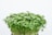A dense cluster of fresh green microgreens with small, round leaves emerging from a dark soil base.