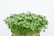 A dense cluster of fresh green microgreens with small, round leaves emerging from a dark soil base.