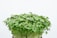 A dense cluster of fresh green microgreens with small, round leaves emerging from a dark soil base.