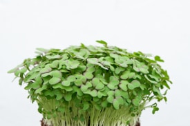 A dense cluster of fresh green microgreens with small, round leaves emerging from a dark soil base.