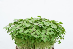 Microgreens frescos