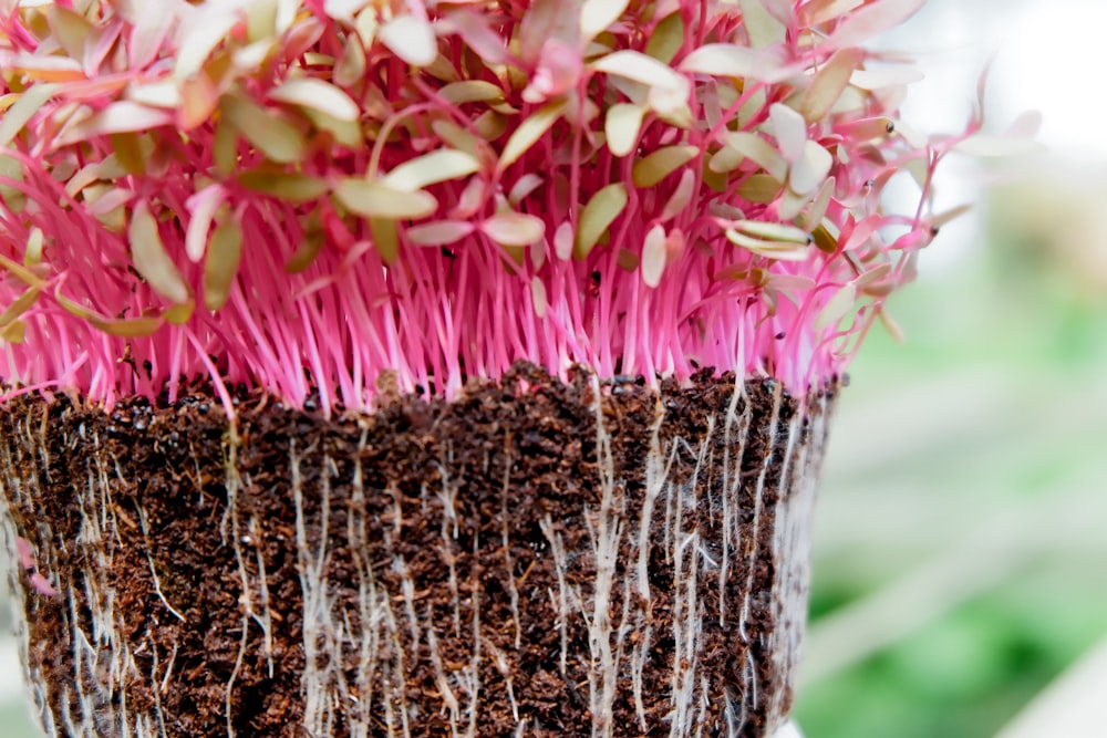 pink and white flowers on brown tree trunk