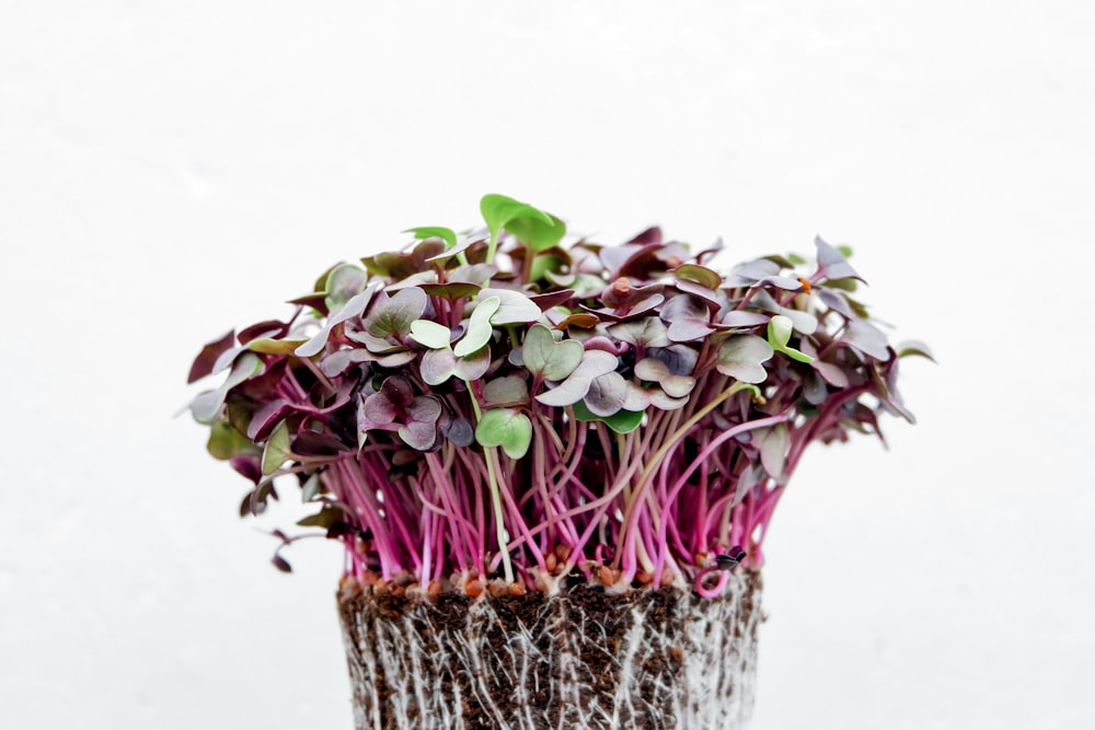 green and purple plant on brown woven pot