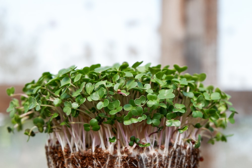 green plant on brown soil