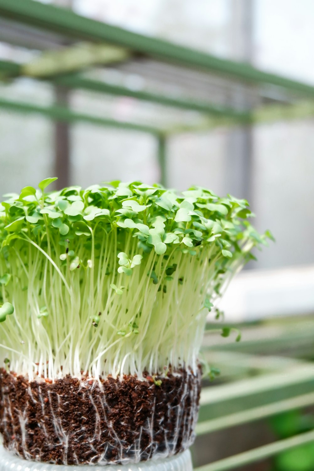 茶色の編まれたバスケットに緑の植物