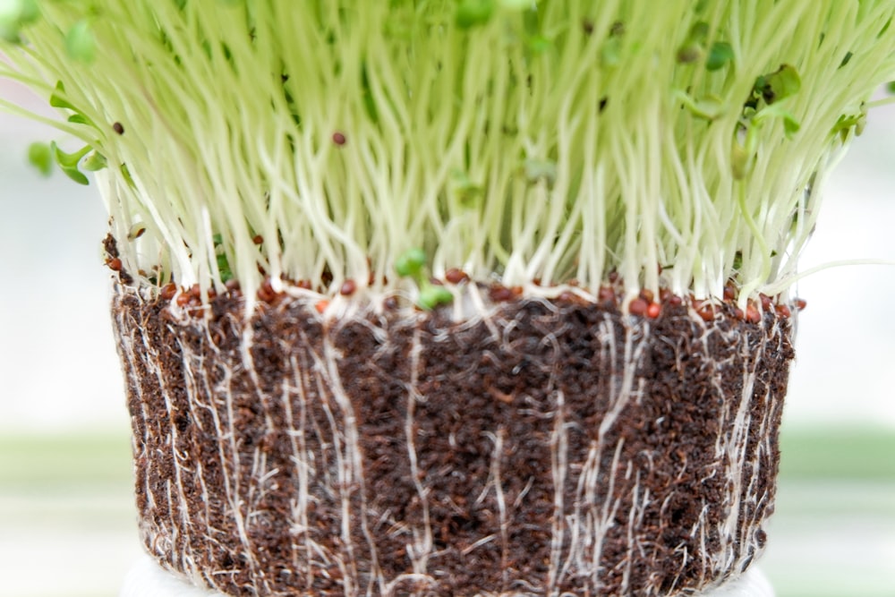 brown and white plant on brown soil