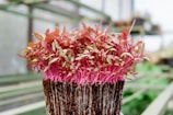 A vibrant cluster of young microgreens with pink stems and small green leaves, growing densely from a rich, earthy substrate. The setting appears to be a greenhouse with soft, natural lighting and blurred rows of additional plants in the background.