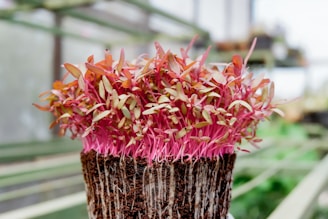 A vibrant cluster of young microgreens with pink stems and small green leaves, growing densely from a rich, earthy substrate. The setting appears to be a greenhouse with soft, natural lighting and blurred rows of additional plants in the background.