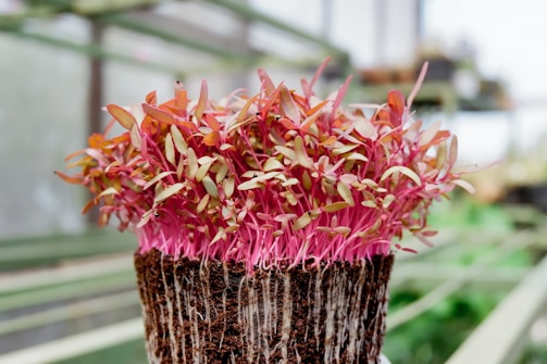 A vibrant cluster of young microgreens with pink stems and small green leaves, growing densely from a rich, earthy substrate. The setting appears to be a greenhouse with soft, natural lighting and blurred rows of additional plants in the background.