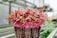 A vibrant cluster of young microgreens with pink stems and small green leaves, growing densely from a rich, earthy substrate. The setting appears to be a greenhouse with soft, natural lighting and blurred rows of additional plants in the background.