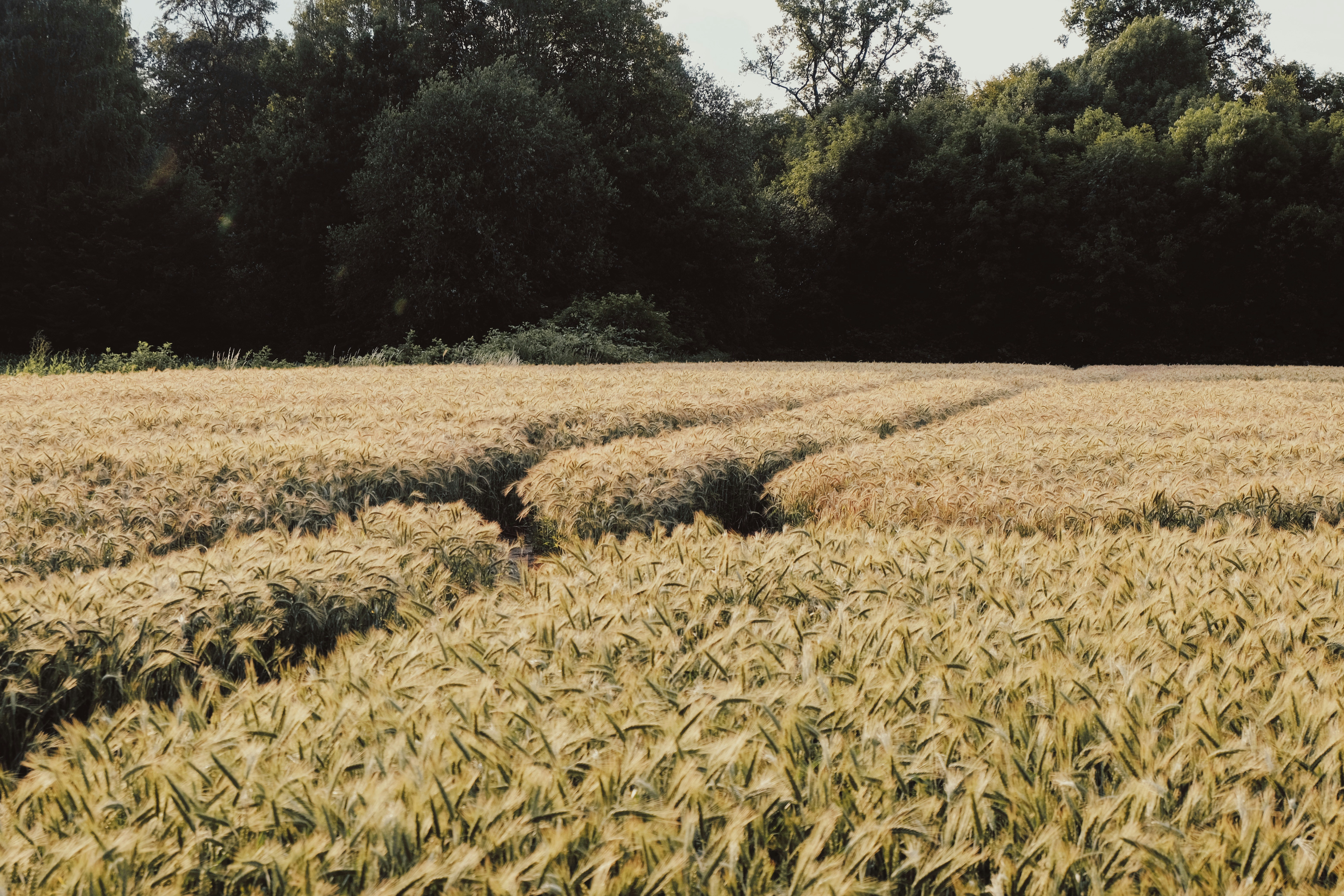 Acre – Nightlife & Evening Culture