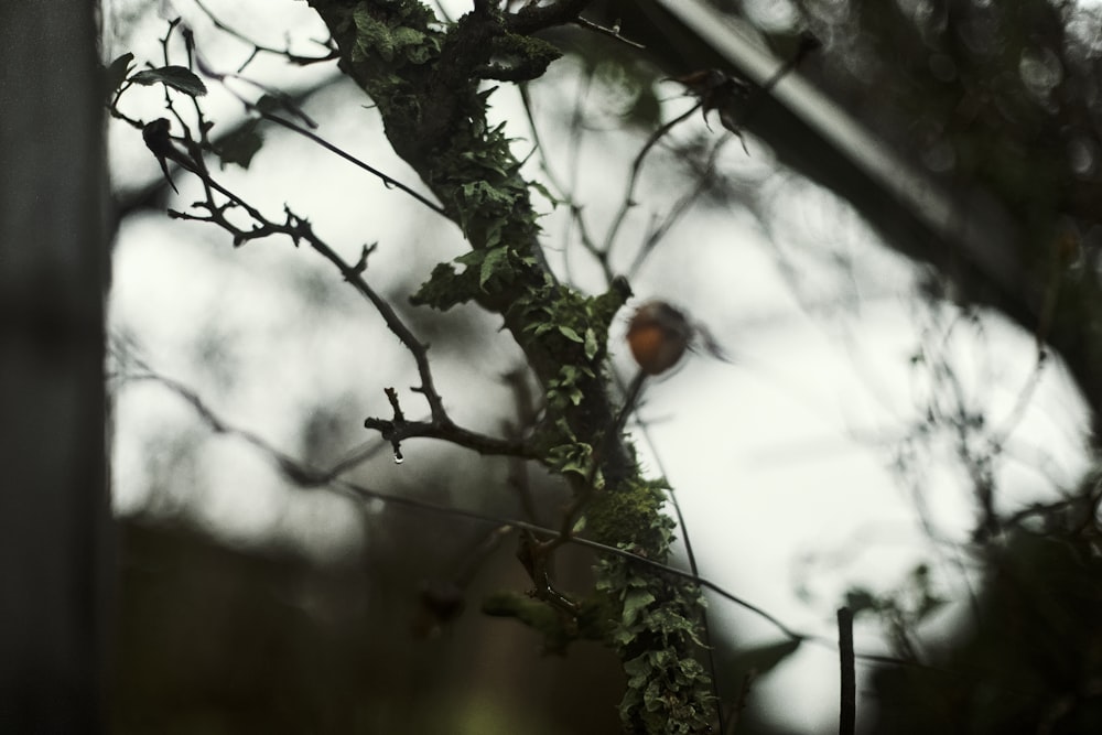 red and black bird on tree branch during daytime