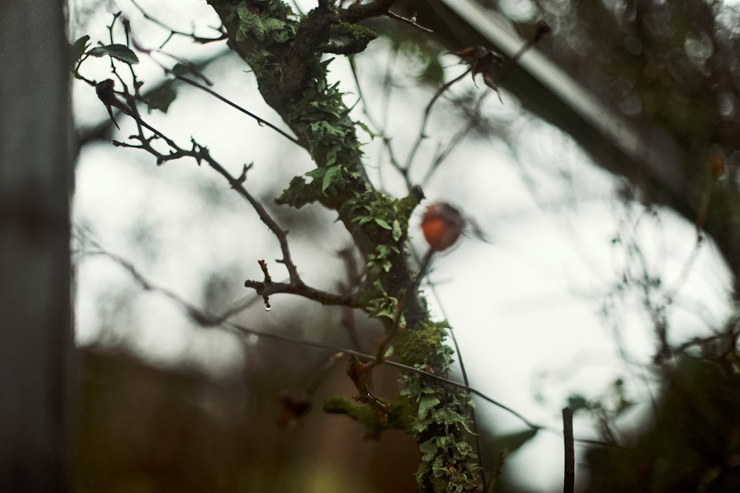 red and black bird on tree branch during daytime