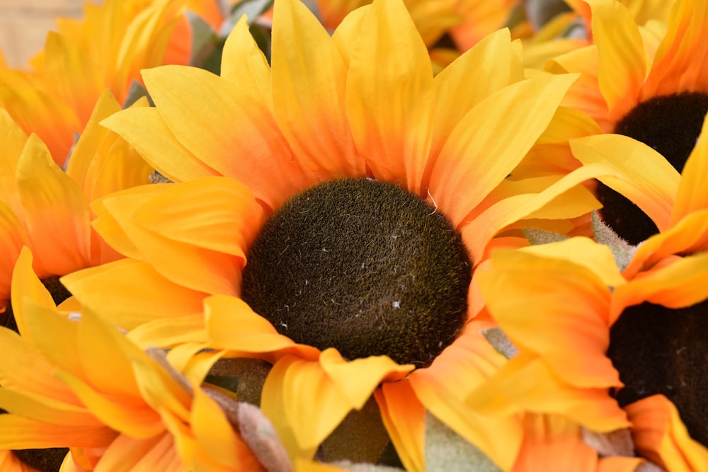 yellow sunflower in close up photography