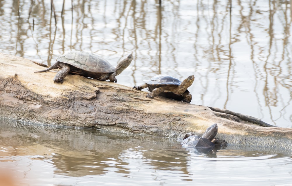 black turtles on brown log near body of water during daytime