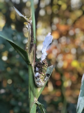 A close-up of a plant stem with a cluster resembling a cob, partially wrapped in husk-like material with exposed seeds or kernels. The background is blurred, showcasing a mix of green and autumnal hues.