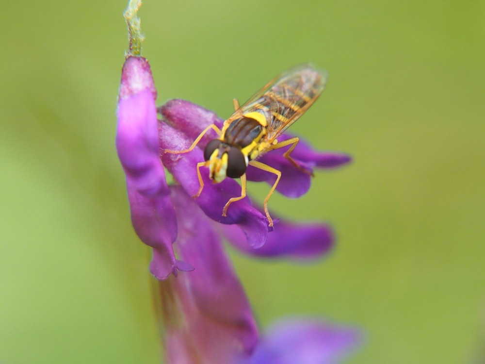 black and yellow bee on purple flower