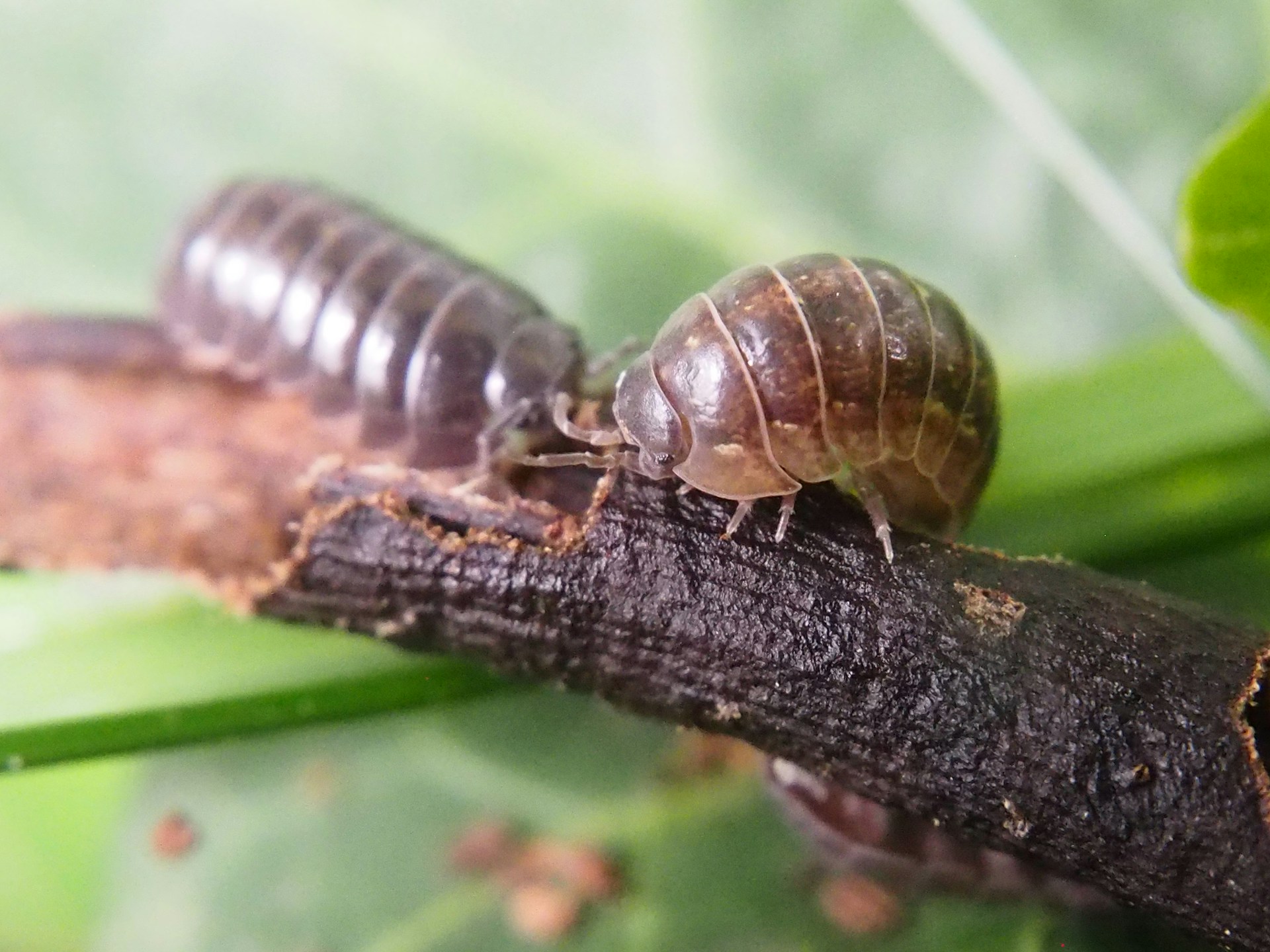 A detailed shot of a variety of isopods crawling over rich soil and leaf litter inside a vivarium setup.