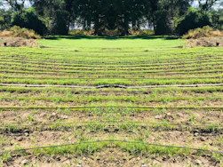 Rows of green seedlings are lined up in a field, separated by black irrigation pipes. The landscape is surrounded by dense, dark green foliage and trees, giving the scene a natural and serene atmosphere.