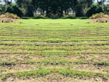 Rows of green seedlings are lined up in a field, separated by black irrigation pipes. The landscape is surrounded by dense, dark green foliage and trees, giving the scene a natural and serene atmosphere.