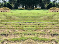 Rows of green seedlings are lined up in a field, separated by black irrigation pipes. The landscape is surrounded by dense, dark green foliage and trees, giving the scene a natural and serene atmosphere.