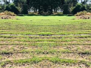 Rows of green seedlings are lined up in a field, separated by black irrigation pipes. The landscape is surrounded by dense, dark green foliage and trees, giving the scene a natural and serene atmosphere.