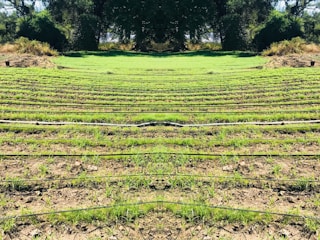 Rows of green seedlings are lined up in a field, separated by black irrigation pipes. The landscape is surrounded by dense, dark green foliage and trees, giving the scene a natural and serene atmosphere.