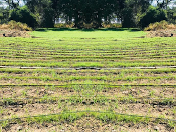 Rows of green seedlings are lined up in a field, separated by black irrigation pipes. The landscape is surrounded by dense, dark green foliage and trees, giving the scene a natural and serene atmosphere.