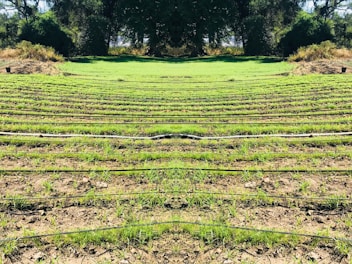 Rows of green seedlings are lined up in a field, separated by black irrigation pipes. The landscape is surrounded by dense, dark green foliage and trees, giving the scene a natural and serene atmosphere.