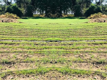Rows of green seedlings are lined up in a field, separated by black irrigation pipes. The landscape is surrounded by dense, dark green foliage and trees, giving the scene a natural and serene atmosphere.