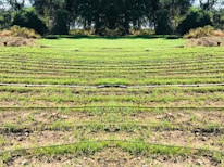 Rows of green seedlings are lined up in a field, separated by black irrigation pipes. The landscape is surrounded by dense, dark green foliage and trees, giving the scene a natural and serene atmosphere.
