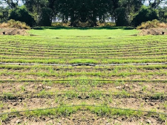 Rows of green seedlings are lined up in a field, separated by black irrigation pipes. The landscape is surrounded by dense, dark green foliage and trees, giving the scene a natural and serene atmosphere.