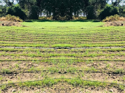 Rows of green seedlings are lined up in a field, separated by black irrigation pipes. The landscape is surrounded by dense, dark green foliage and trees, giving the scene a natural and serene atmosphere.