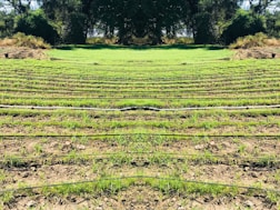 Rows of green seedlings are lined up in a field, separated by black irrigation pipes. The landscape is surrounded by dense, dark green foliage and trees, giving the scene a natural and serene atmosphere.