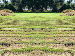 Rows of young walnut saplings thriving in the nursery surrounded by natural greenery.