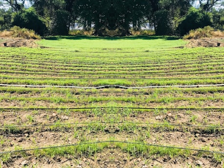Rows of green seedlings are lined up in a field, separated by black irrigation pipes. The landscape is surrounded by dense, dark green foliage and trees, giving the scene a natural and serene atmosphere.