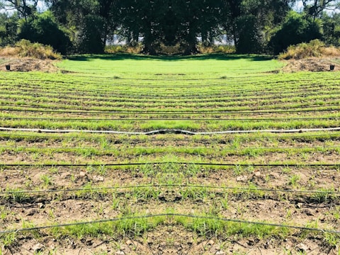 Rows of green seedlings are lined up in a field, separated by black irrigation pipes. The landscape is surrounded by dense, dark green foliage and trees, giving the scene a natural and serene atmosphere.