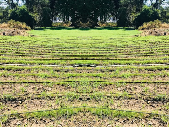Rows of green seedlings are lined up in a field, separated by black irrigation pipes. The landscape is surrounded by dense, dark green foliage and trees, giving the scene a natural and serene atmosphere.