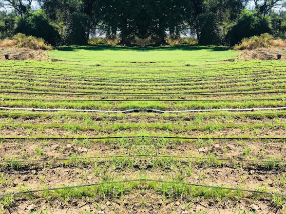 Rows of green seedlings are lined up in a field, separated by black irrigation pipes. The landscape is surrounded by dense, dark green foliage and trees, giving the scene a natural and serene atmosphere.