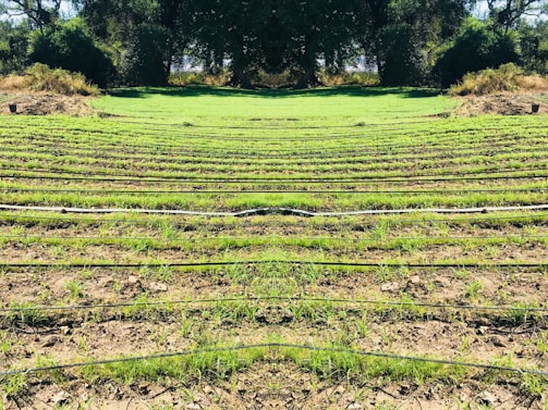 Rows of green seedlings are lined up in a field, separated by black irrigation pipes. The landscape is surrounded by dense, dark green foliage and trees, giving the scene a natural and serene atmosphere.